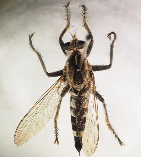 Réf. 317 208 : Triorla sp.
